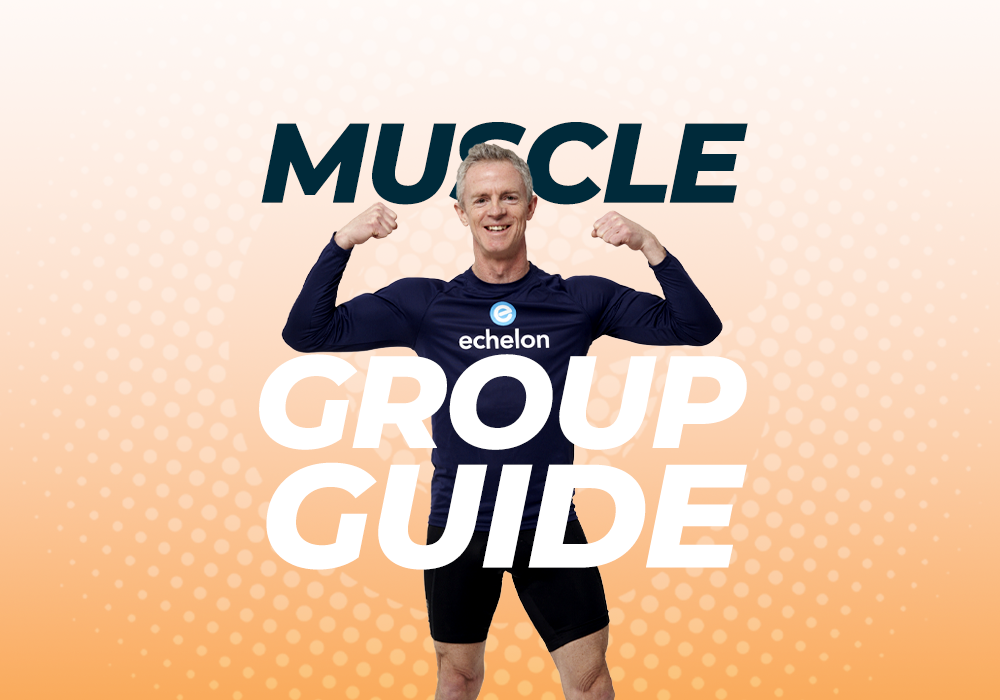 A Guide to Different Muscle Groups