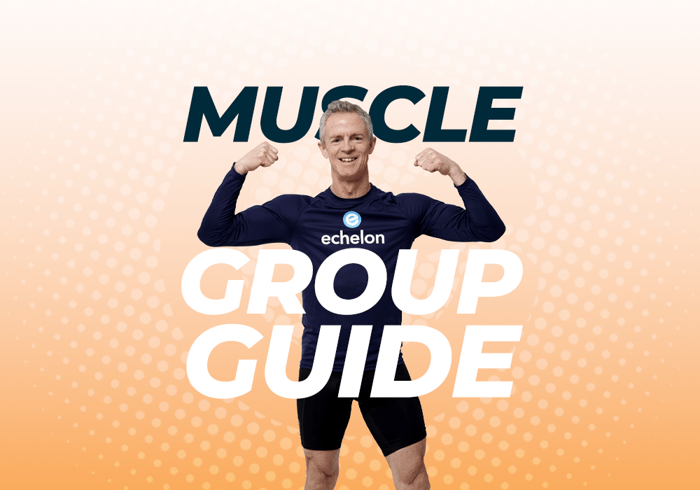 A Guide to Different Muscle Groups - Echelon Fit UK